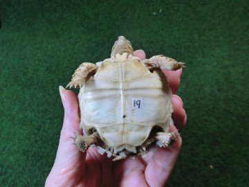 ケヅメリクガメベビー トーゴ産CB個体19番の画像