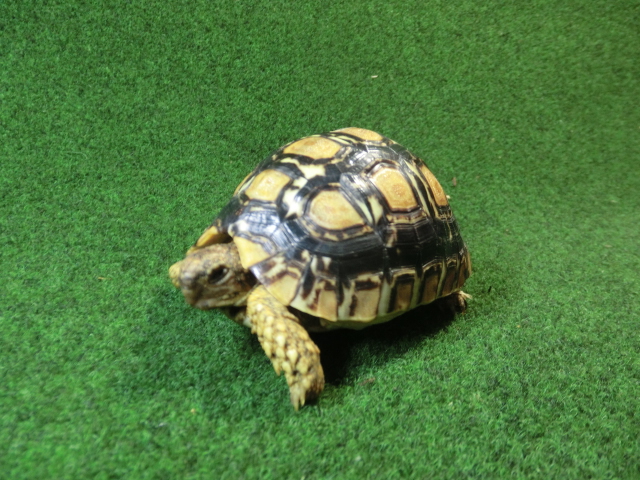 バブコックヒョウモンガメSMサイズCB個体 56番の画像