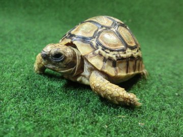 バブコックヒョウモンガメベビーCB個体 57番の画像