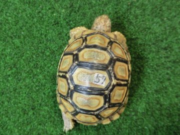 バブコックヒョウモンガメベビーCB個体 57番の画像