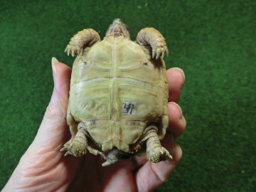 バブコックヒョウモンガメベビーCB個体 57番の画像