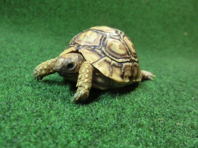 バブコックヒョウモンガメベビーCB個体 58番の画像