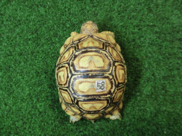 バブコックヒョウモンガメベビーCB個体 58番の画像