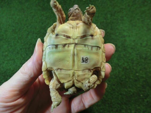 バブコックヒョウモンガメベビーCB個体 58番の画像
