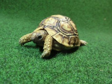 バブコックヒョウモンガメベビーCB個体 58番の画像