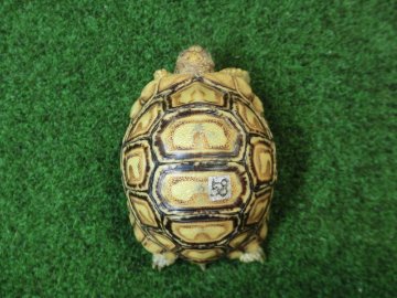 バブコックヒョウモンガメベビーCB個体 58番の画像