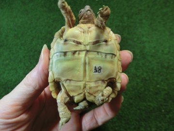 バブコックヒョウモンガメベビーCB個体 58番の画像