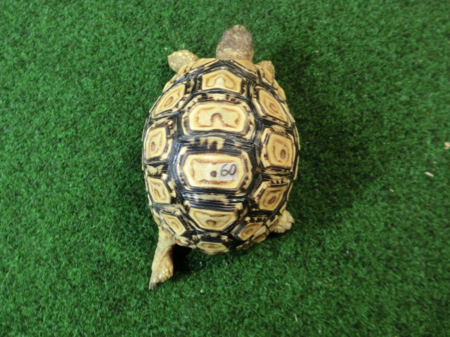 バブコックヒョウモンガメ SMサイズ 60番の画像