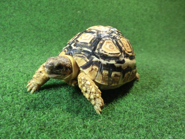 バブコックヒョウモンガメ SMサイズ 60番の画像