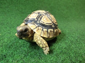 バブコックヒョウモンガメ SMサイズ 60番の画像