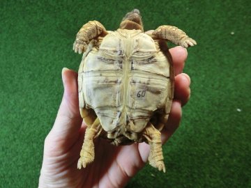 バブコックヒョウモンガメ SMサイズ 60番の画像