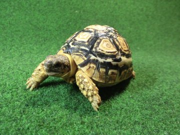 バブコックヒョウモンガメ SMサイズ 60番の画像