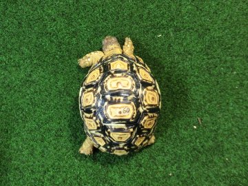 バブコックヒョウモンガメ SMサイズ 60番の画像