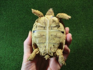 バブコックヒョウモンガメ SMサイズ 60番の画像