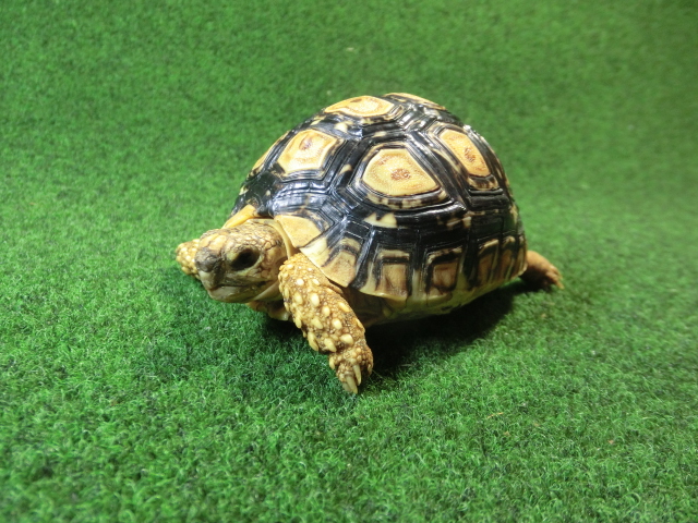 バブコックヒョウモンガメSMサイズ62番の画像