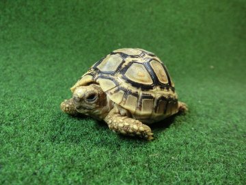 バブコックヒョウモンガメベビー 63番の画像