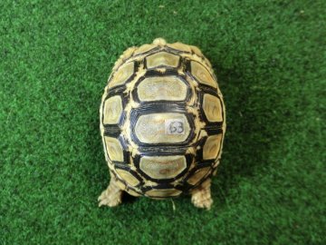バブコックヒョウモンガメベビー 63番の画像