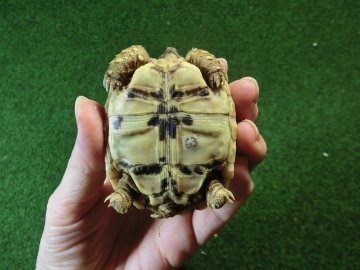 バブコックヒョウモンガメベビー 63番の画像