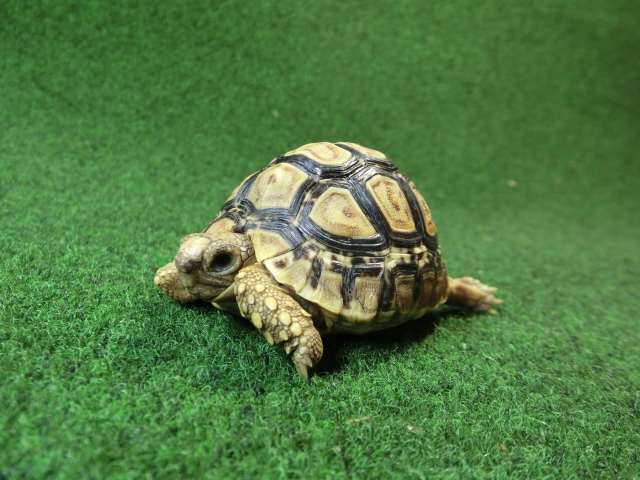 バブコックヒョウモンガメSサイズ 66番の画像