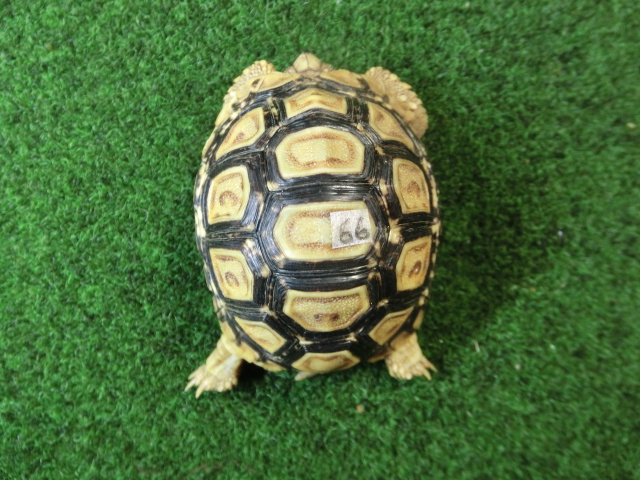 バブコックヒョウモンガメSサイズ 66番の画像