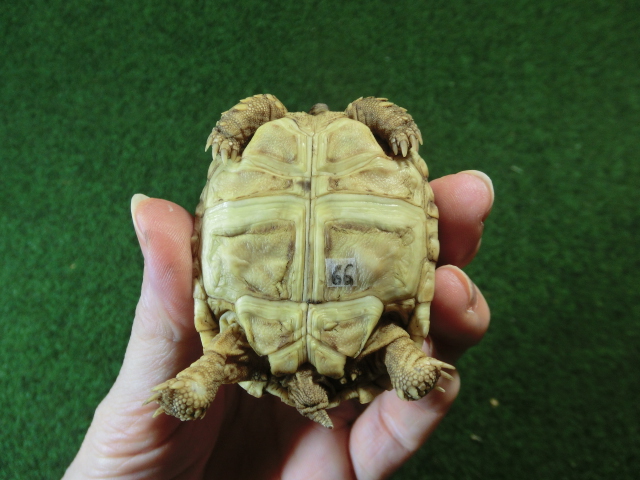 バブコックヒョウモンガメSサイズ 66番の画像