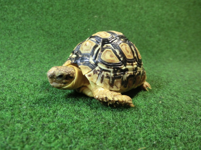 バブコックヒョウモンガメSサイズ 66番の画像