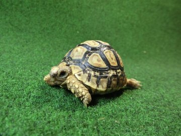 バブコックヒョウモンガメSサイズ 66番の画像