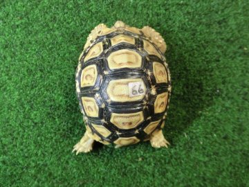 バブコックヒョウモンガメSサイズ 66番の画像