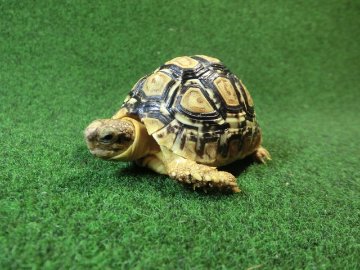 バブコックヒョウモンガメSサイズ 66番の画像