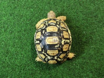 バブコックヒョウモンガメSサイズ 66番の画像