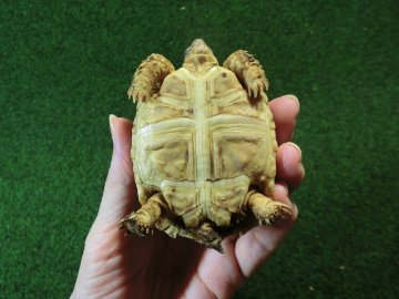 バブコックヒョウモンガメSサイズ 66番の画像