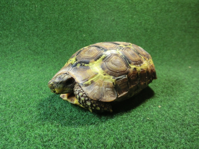 ベルセオレガメアダルトオス　多甲板の画像