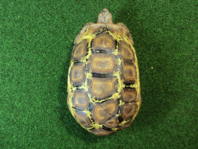 ベルセオレガメアダルトオス　多甲板の画像