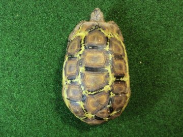 ベルセオレガメアダルトオス　多甲板の画像