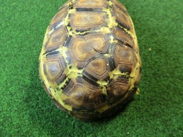 ベルセオレガメアダルトオス　多甲板の画像