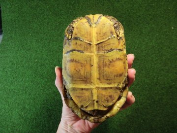 ベルセオレガメアダルトオス　多甲板の画像