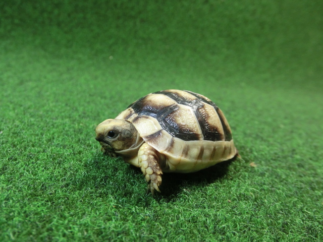 マルギナータリクガメベビー(フチゾリリクガメ)国内CB個体 35番の画像