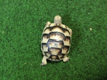 マルギナータリクガメベビー(フチゾリリクガメ)国内CB個体 35番の画像