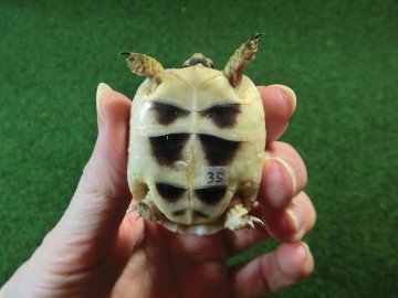 マルギナータリクガメベビー(フチゾリリクガメ)国内CB個体 35番の画像