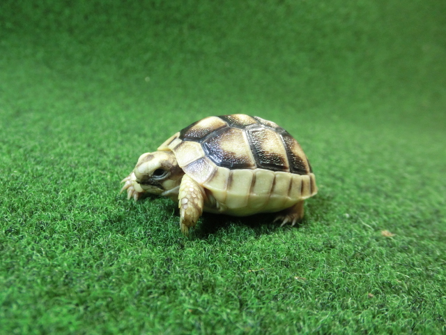 マルギナータリクガメベビー(フチゾリリクガメ)国内CB個体 36番の画像