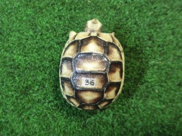 マルギナータリクガメベビー(フチゾリリクガメ)国内CB個体 36番の画像