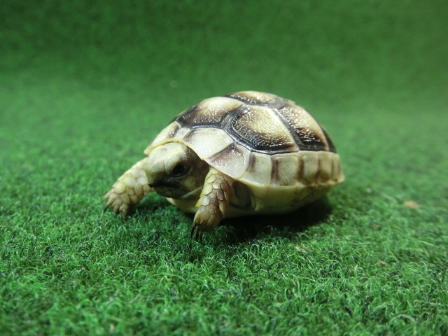 マルギナータリクガメベビー(フチゾリリクガメ)国内CB個体 37番の画像