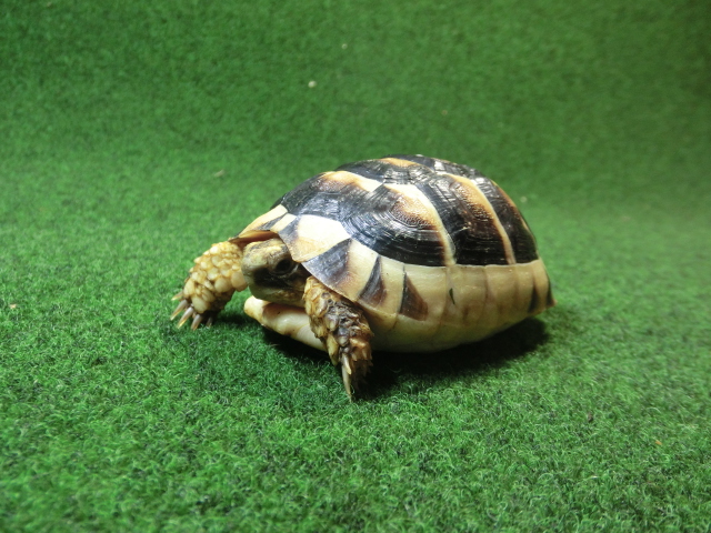 マルギナータリクガメSサイズ(フチゾリリクガメ)国内CB個体 38番の画像
