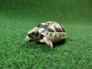 マルギナータリクガメベビー(フチゾリリクガメ)国内CB個体 38番の画像