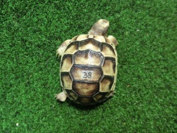 マルギナータリクガメベビー(フチゾリリクガメ)国内CB個体 38番の画像