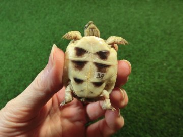 マルギナータリクガメベビー(フチゾリリクガメ)国内CB個体 38番の画像