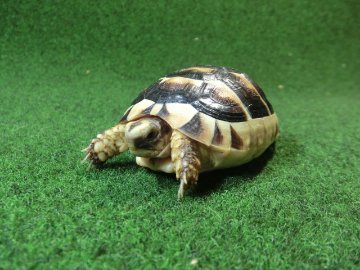 マルギナータリクガメSサイズ(フチゾリリクガメ)国内CB個体 38番の画像