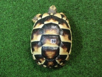 マルギナータリクガメSサイズ(フチゾリリクガメ)国内CB個体 38番の画像