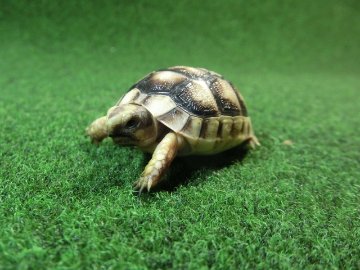 マルギナータリクガメベビー(フチゾリリクガメ)国内CB個体 39番の画像