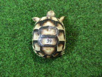 マルギナータリクガメベビー(フチゾリリクガメ)国内CB個体 39番の画像